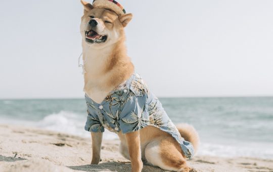 dogecoin elon musk scheme